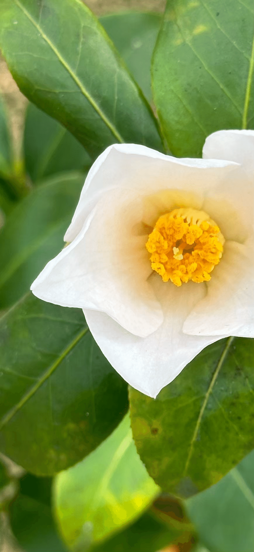 モモスズメ 極小輪にして多花咲の可憐な一重猪口咲ツバキ｜EGGSEED