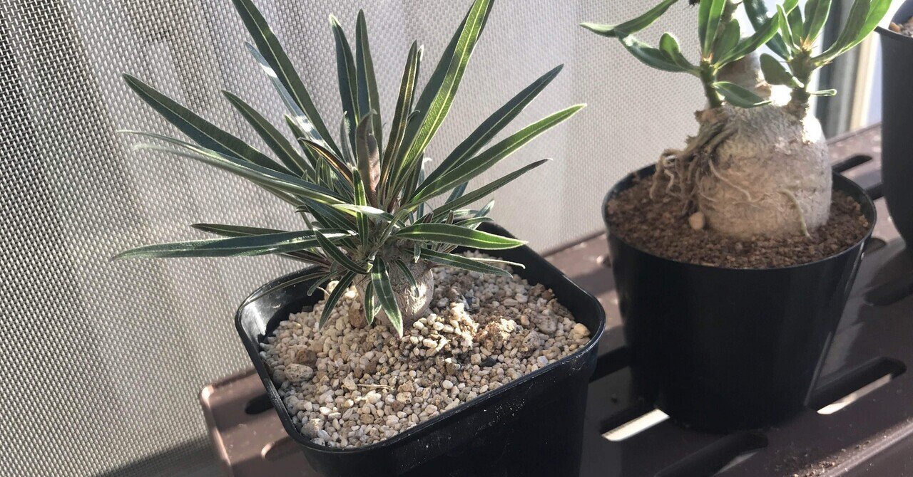 🌵パキポディウム・グラキリスの実生完全ガイド☝️|babanuki 🌵パキポディウム・グラキリスの実生完全ガイド☝️|babanuki