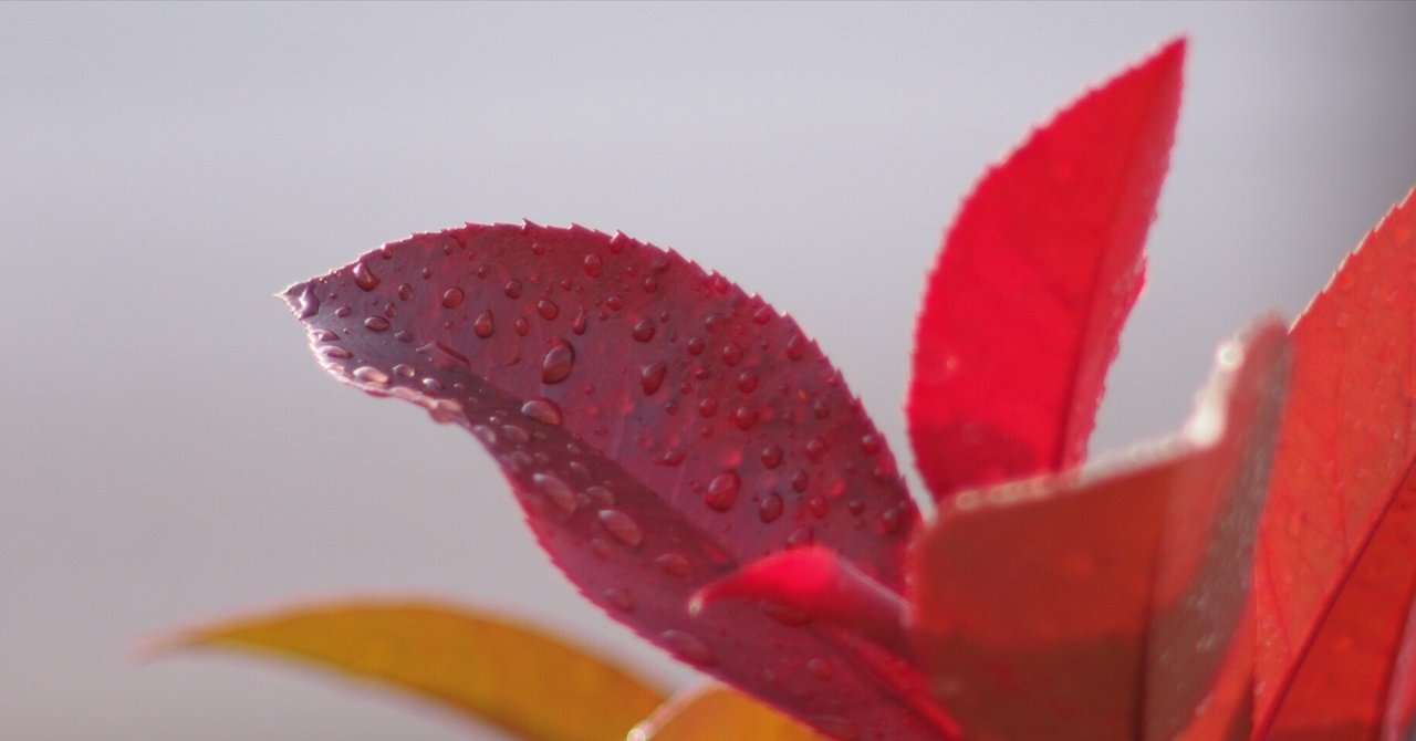 レンズ沼あれこれ:smc PENTAX-M 200mm F4|ひっくすK レンズ沼あれこれ:smc PENTAX-M 200mm F4|ひっくすK