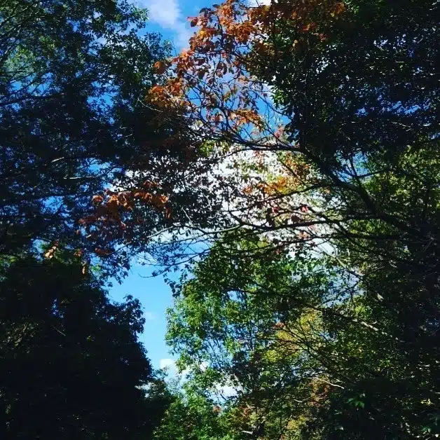 Ricabeya