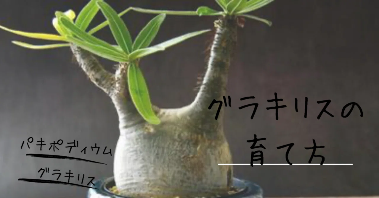 ?パキポディウム・グラキリス管理完全ガイド?✨｜babanuki@植物専門 