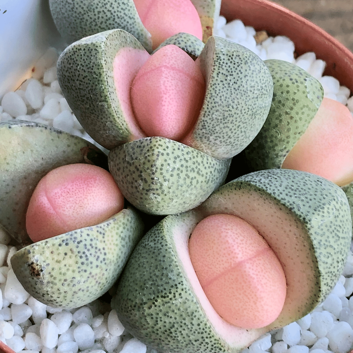 多肉植物】衝撃!高級レアな多肉ちゃん達|non 多肉植物】衝撃!高級レアな多肉ちゃん達|non