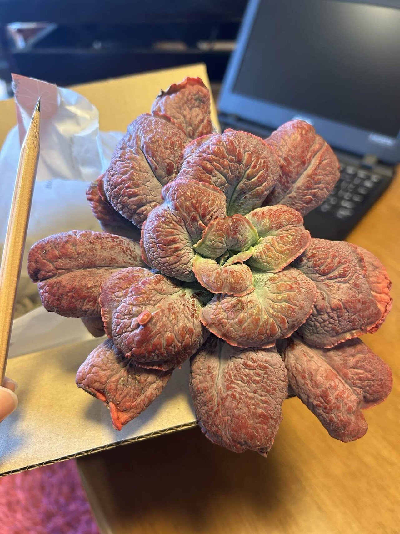 多肉植物】衝撃!高級レアな多肉ちゃん達|non 多肉植物】衝撃!高級レアな多肉ちゃん達|non