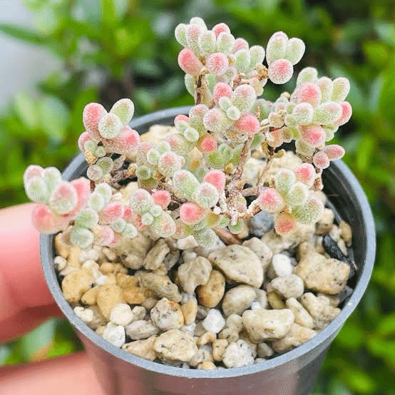多肉植物】衝撃!高級レアな多肉ちゃん達|non 多肉植物】衝撃!高級レアな多肉ちゃん達|non