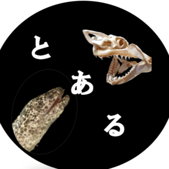 標本解説③（ノコギリザメ）｜とある海洋学部生
