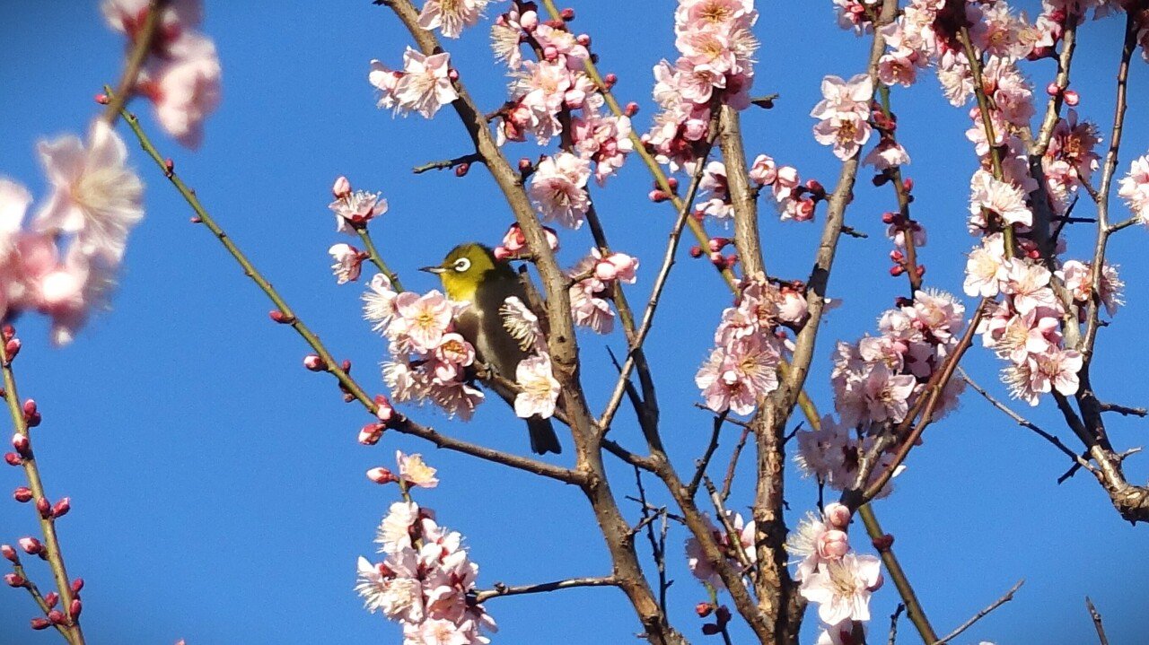 桜花メジロ図】北上聖牛 2657 サクラに目白 春 すばらしく