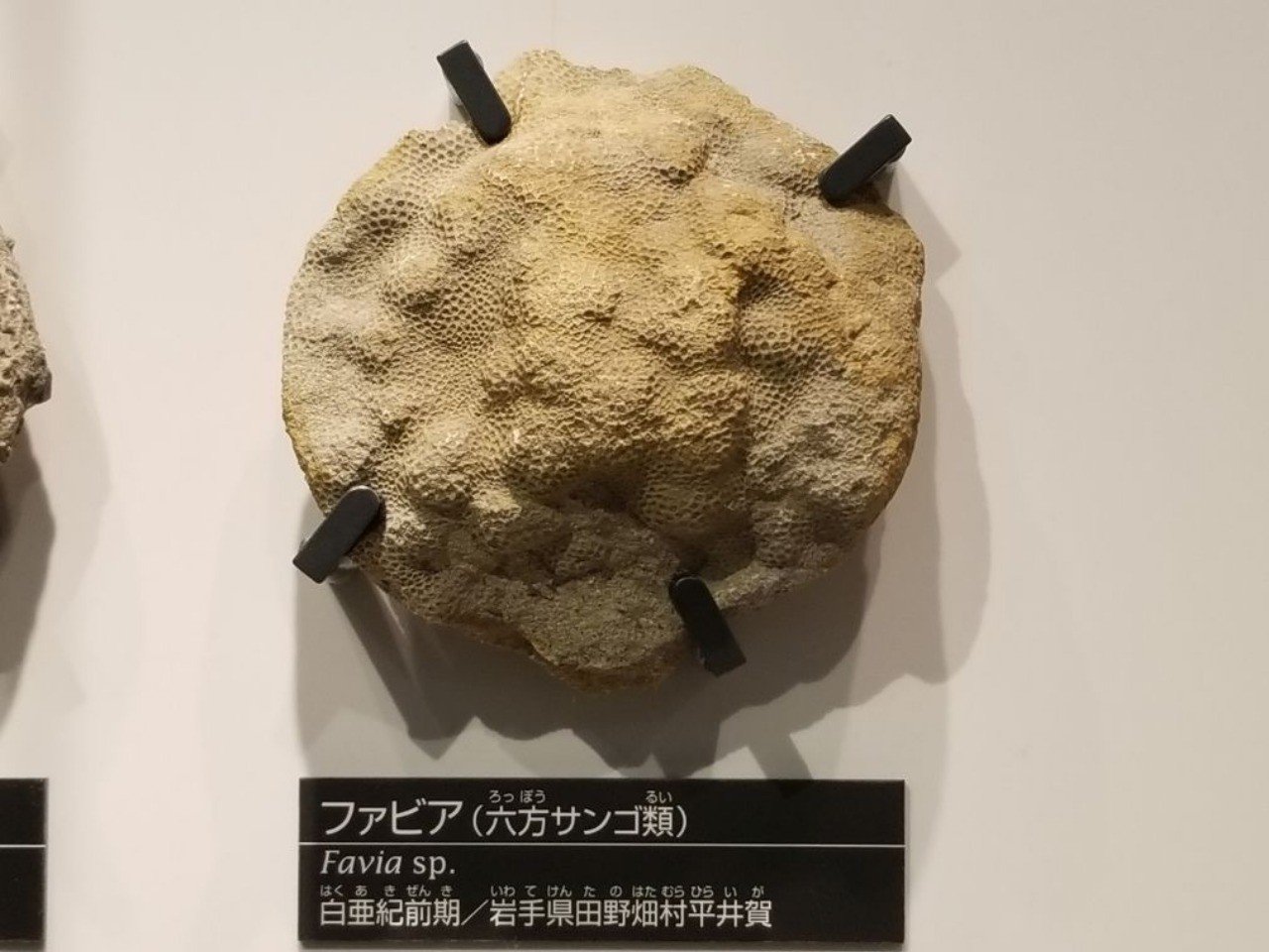 ポケモンソード シールドはポケモンによる古生物表現の革命である 始祖鳥堂まふ M A F Note ポケモンソード シールドはポケモンによる古生物表現の革命である 始祖鳥堂まふ M A F Note
