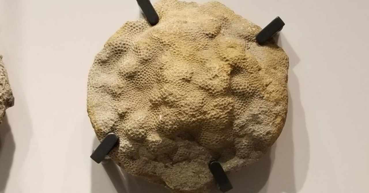 化石ポケモン の新着タグ記事一覧 Note つくる つながる とどける