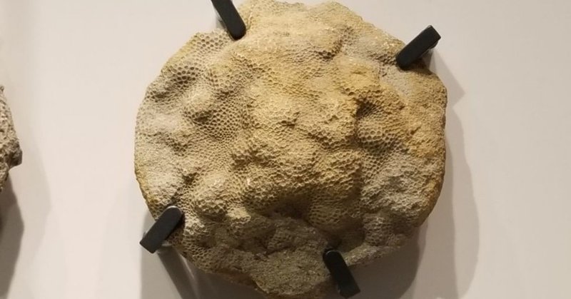 ポケモンソード シールドはポケモンによる古生物表現の革命である 始祖鳥堂まふ M A F Note