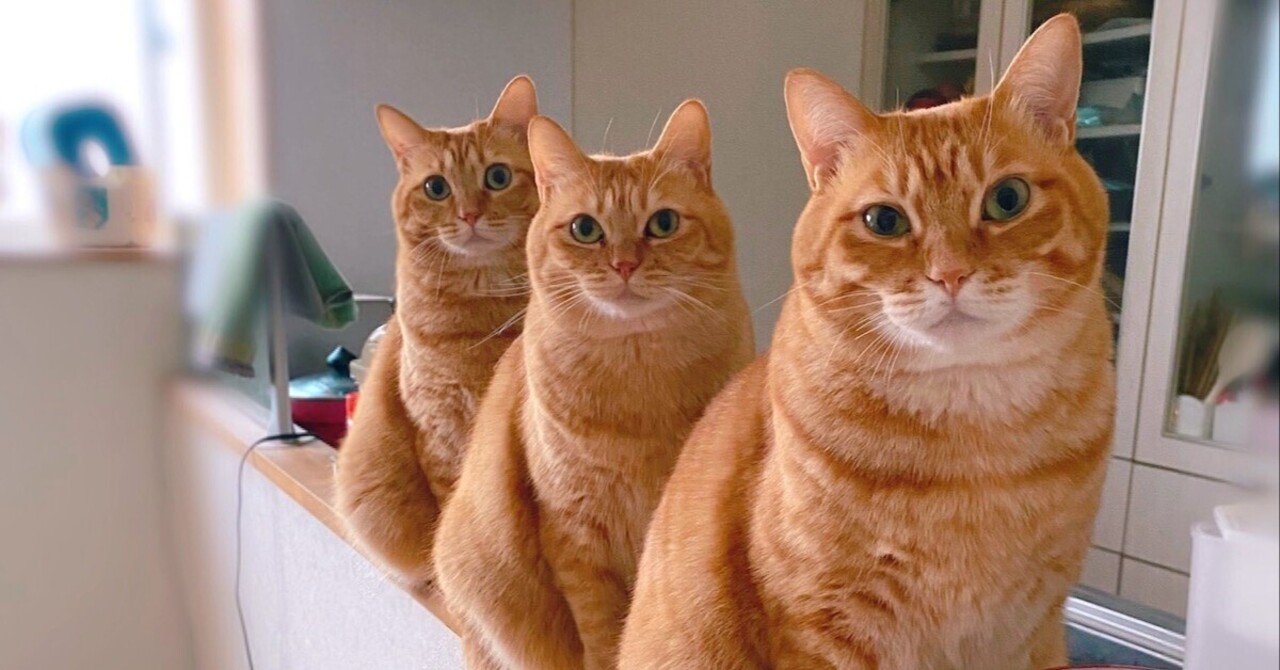 3匹の茶トラ猫がキッチンで奇跡のフォーメーション！真剣な眼差しで