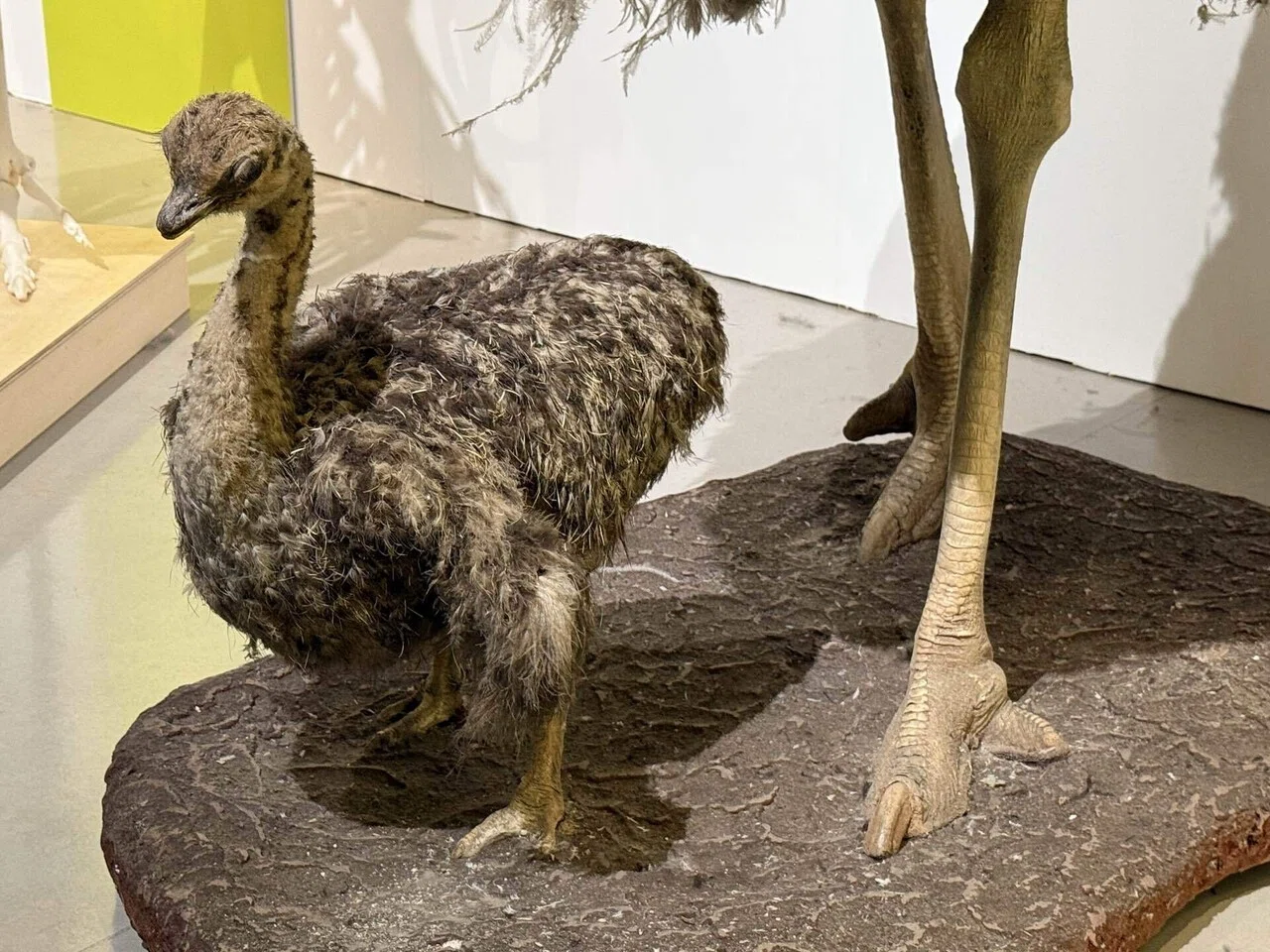 鳥展」行ってきたよ｜けさ