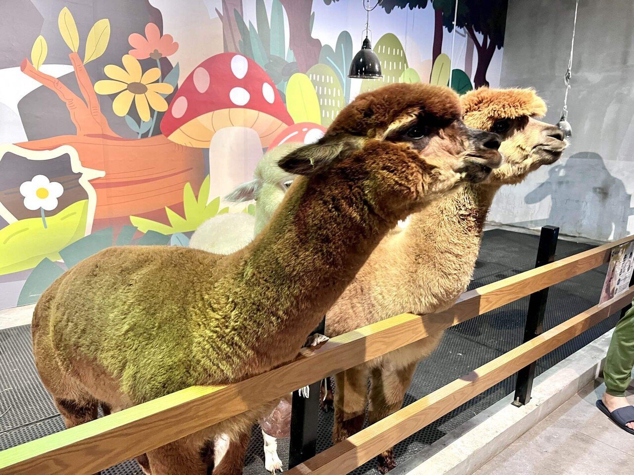 KL母子留学】KLにある動物ふれあいパーク3選｜Sunny