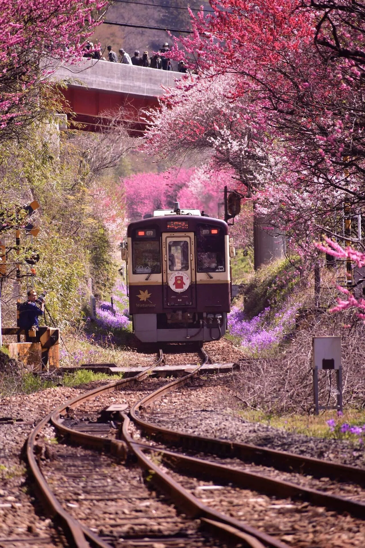 旅行記録】富山へ桜を見に行く旅〜春の四重奏〜20230401｜f