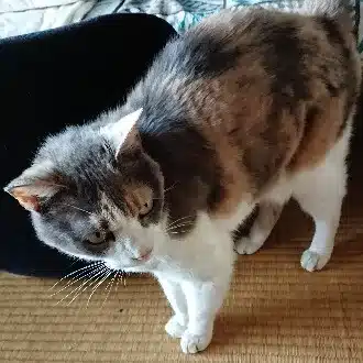 miina