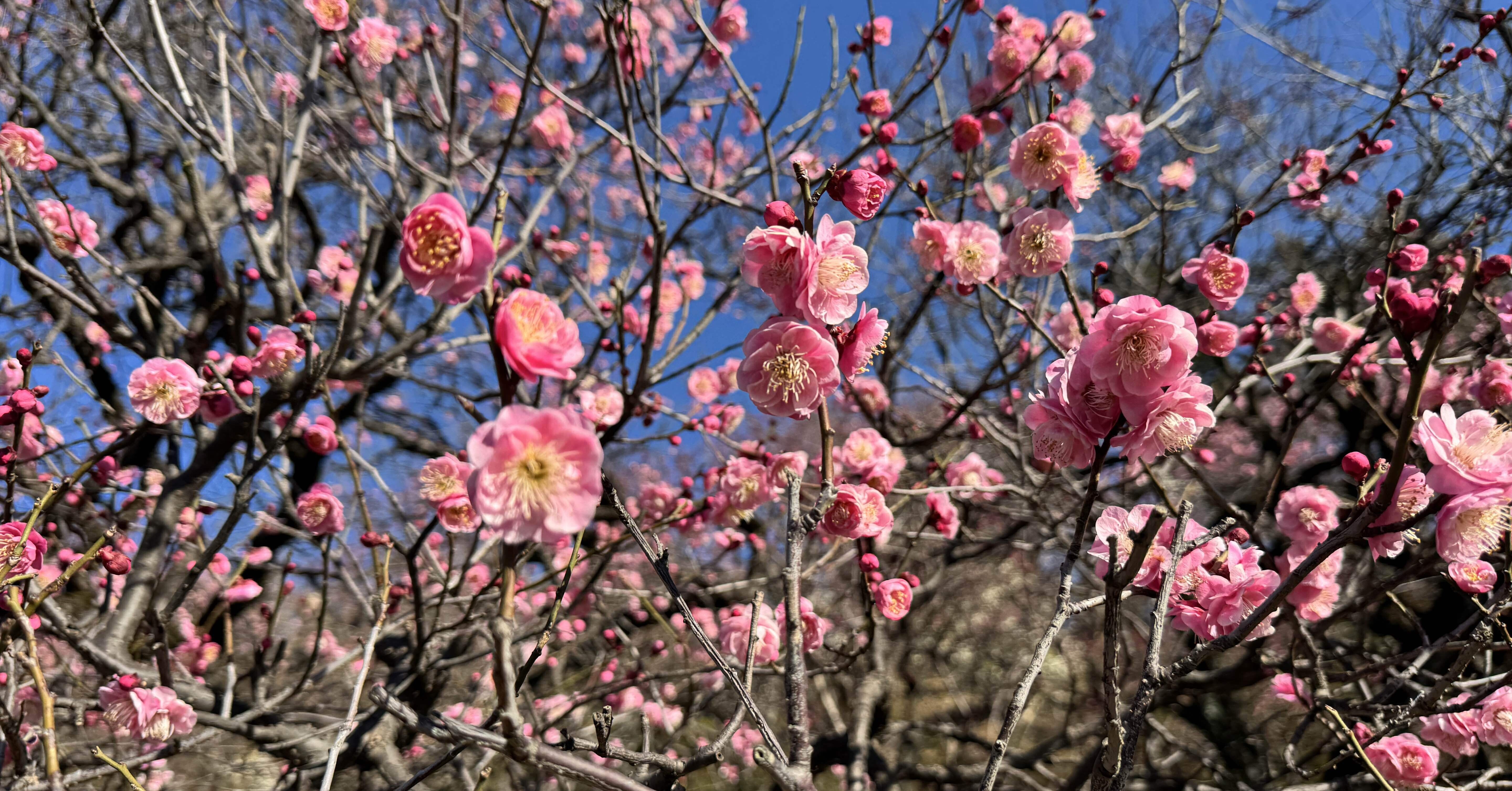 6c4bd034cb0b4e84a95433d61dee42