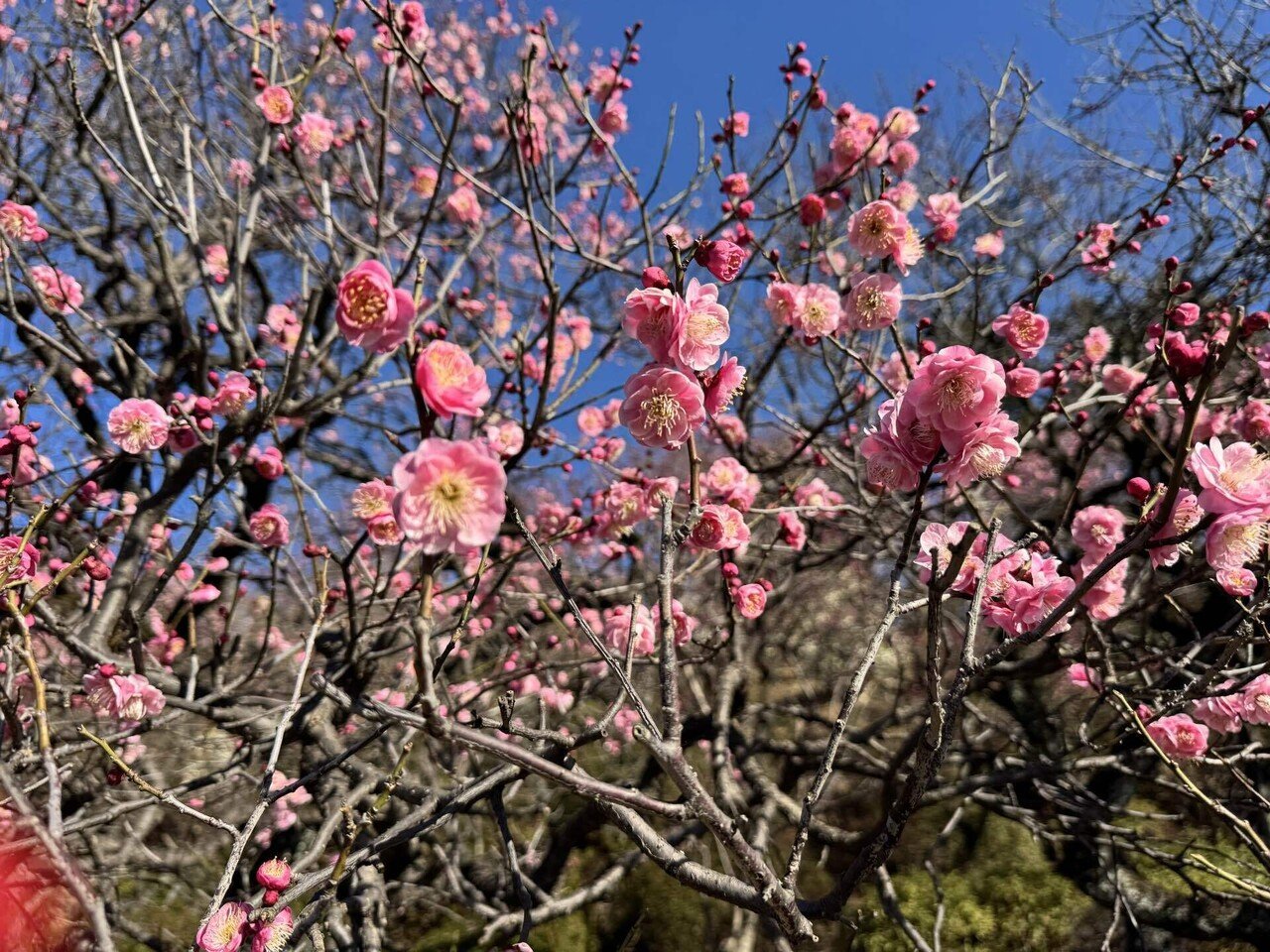 池上梅園2025と、ピッツェリア エッセカ｜KINACO｜ひらたなおこ