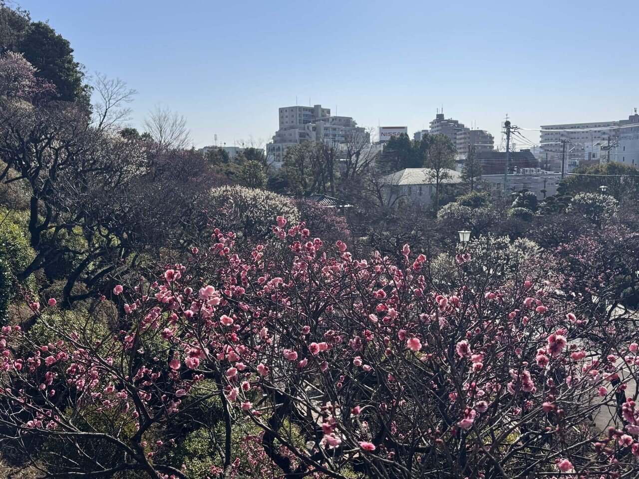 池上梅園2025と、ピッツェリア エッセカ｜KINACO｜ひらたなおこ