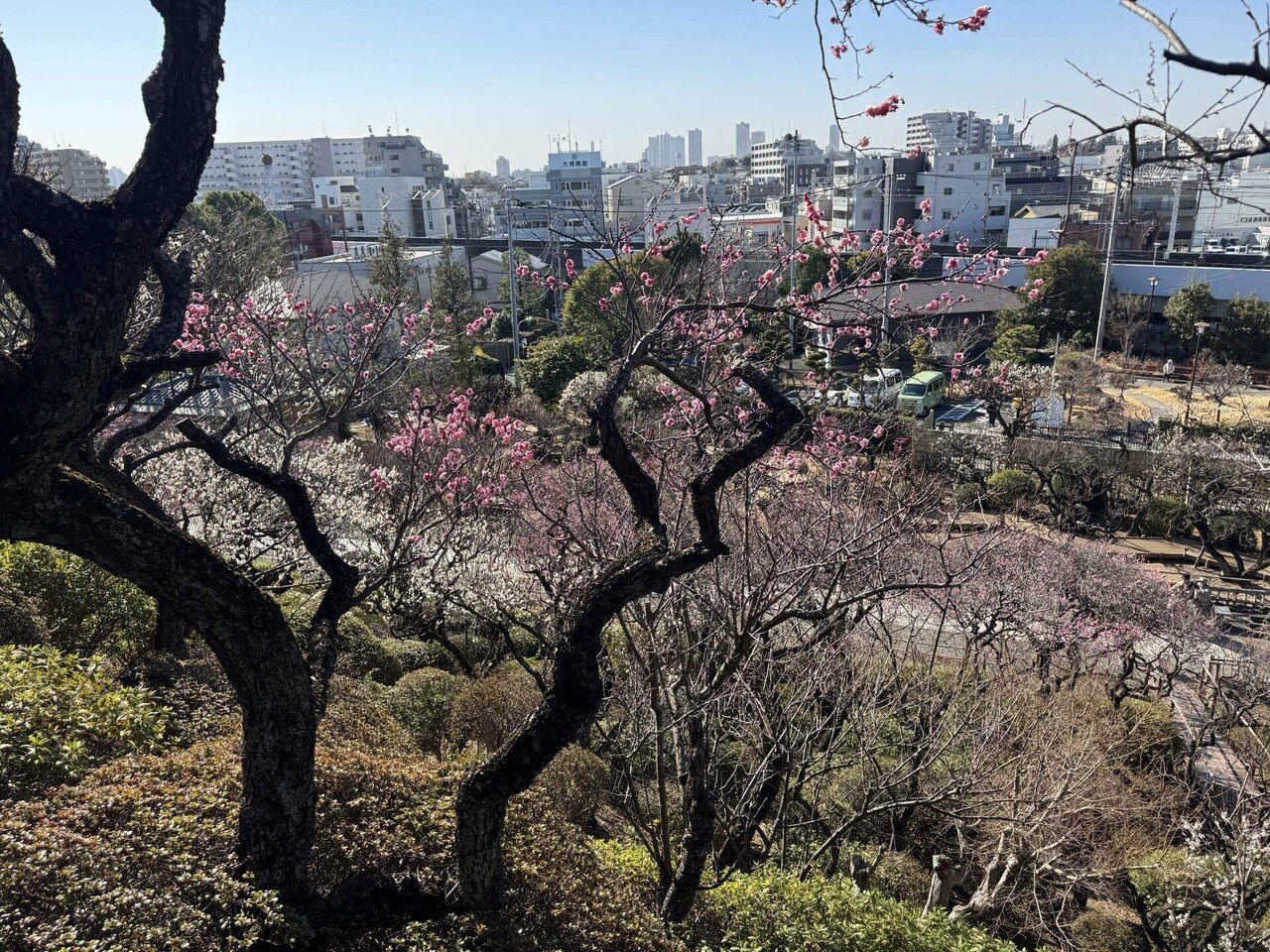 池上梅園2025と、ピッツェリア エッセカ｜KINACO｜ひらたなおこ