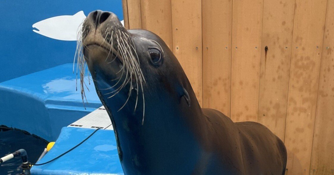 レアキャラムサシ｜仙台うみの杜水族館