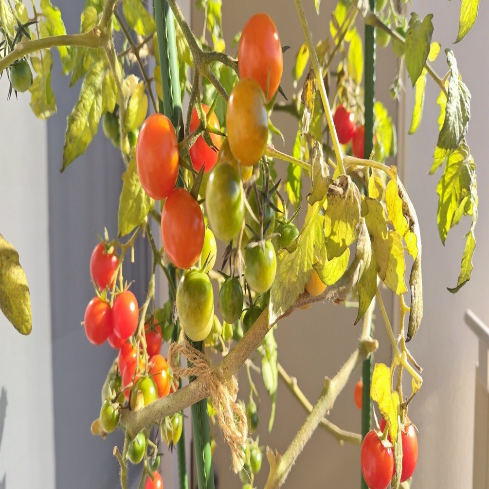 2024年 ミニトマト栽培記録4｜マッコ