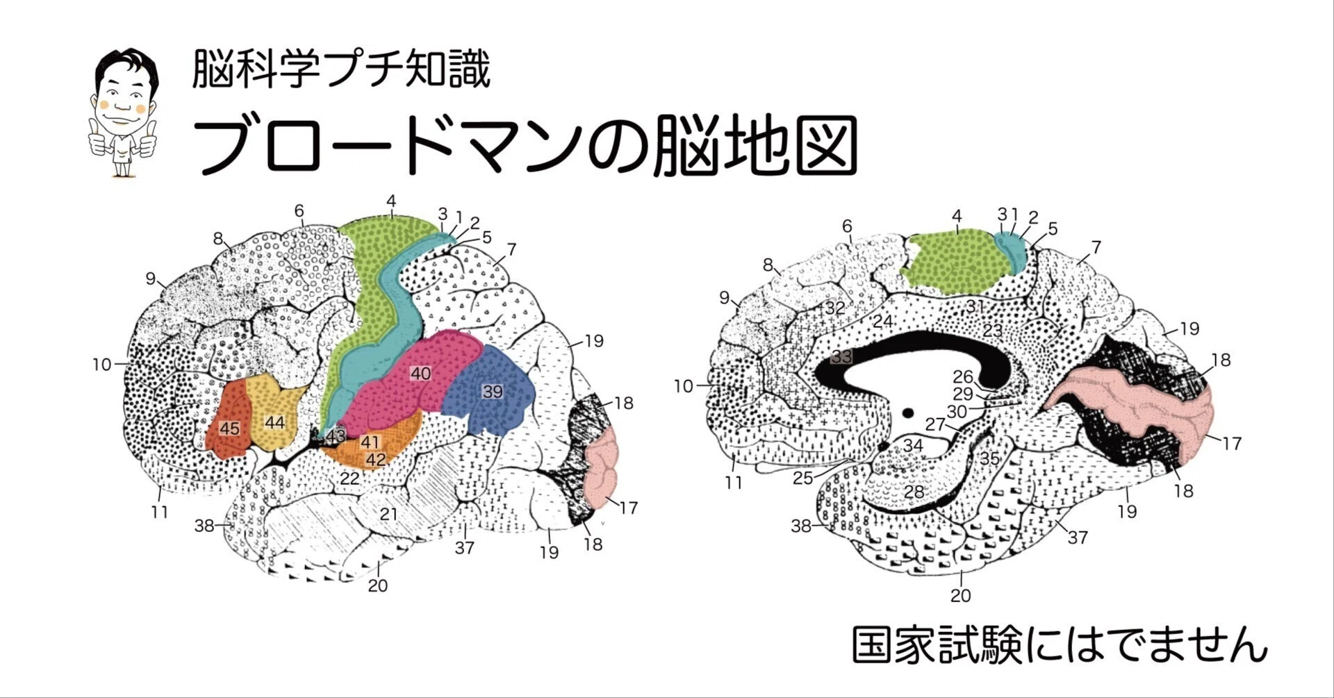 脳 ブロードマンの脳地図（Brodmann map）｜かずひろ先生（黒澤一弘｜解剖