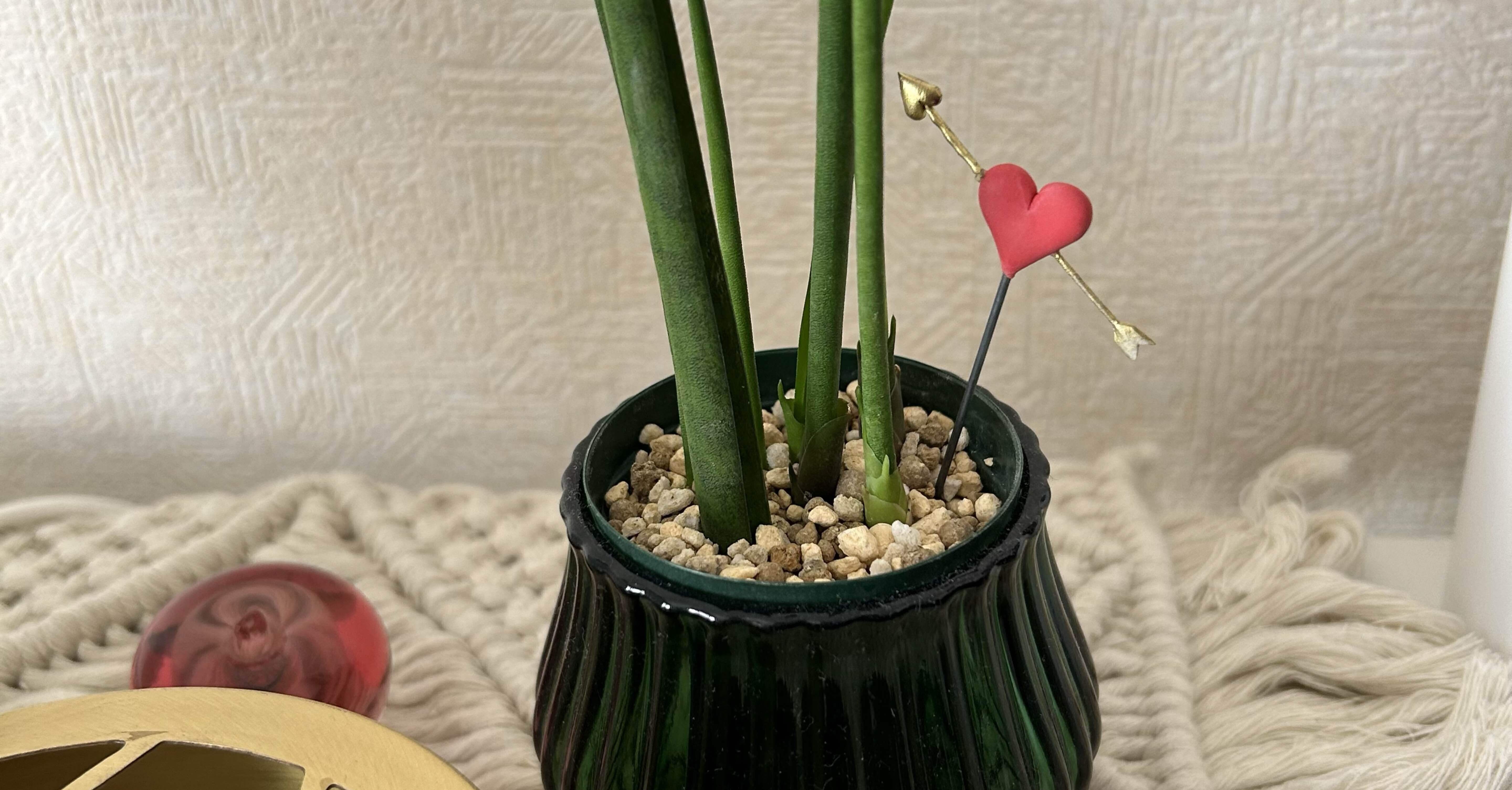 サンスベリアは難しい？！ 水加減に悩んだ日々‥。｜せりぽん