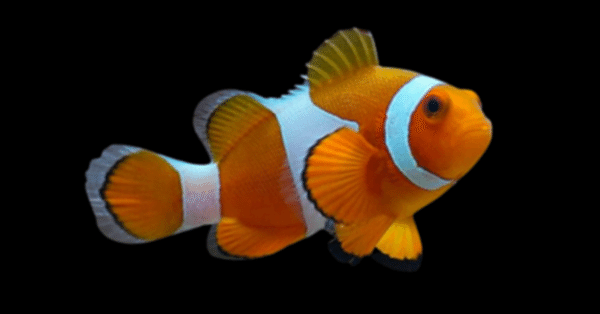 クマノミ AQUACRYPT｜海水魚図鑑・飼育ガイド - クマノミの仲間｜アクアモノ