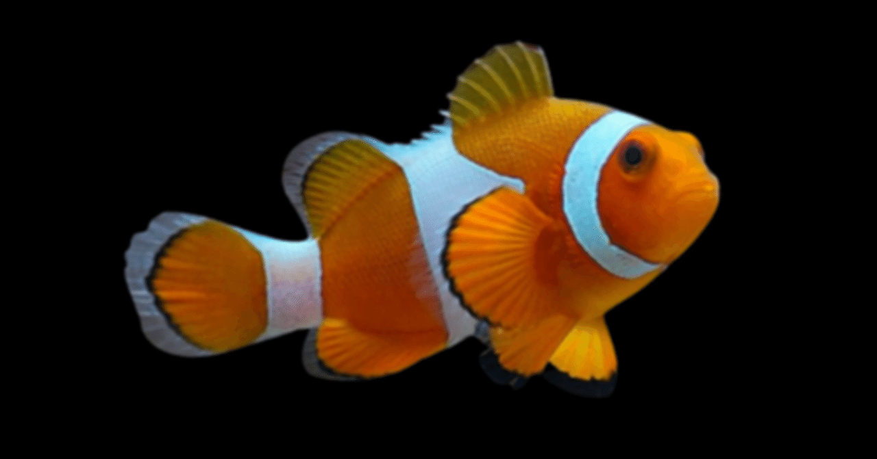 カクレクマノミ｜アクアモノグラフ情報｜NoA｜MASUKO aquarium production