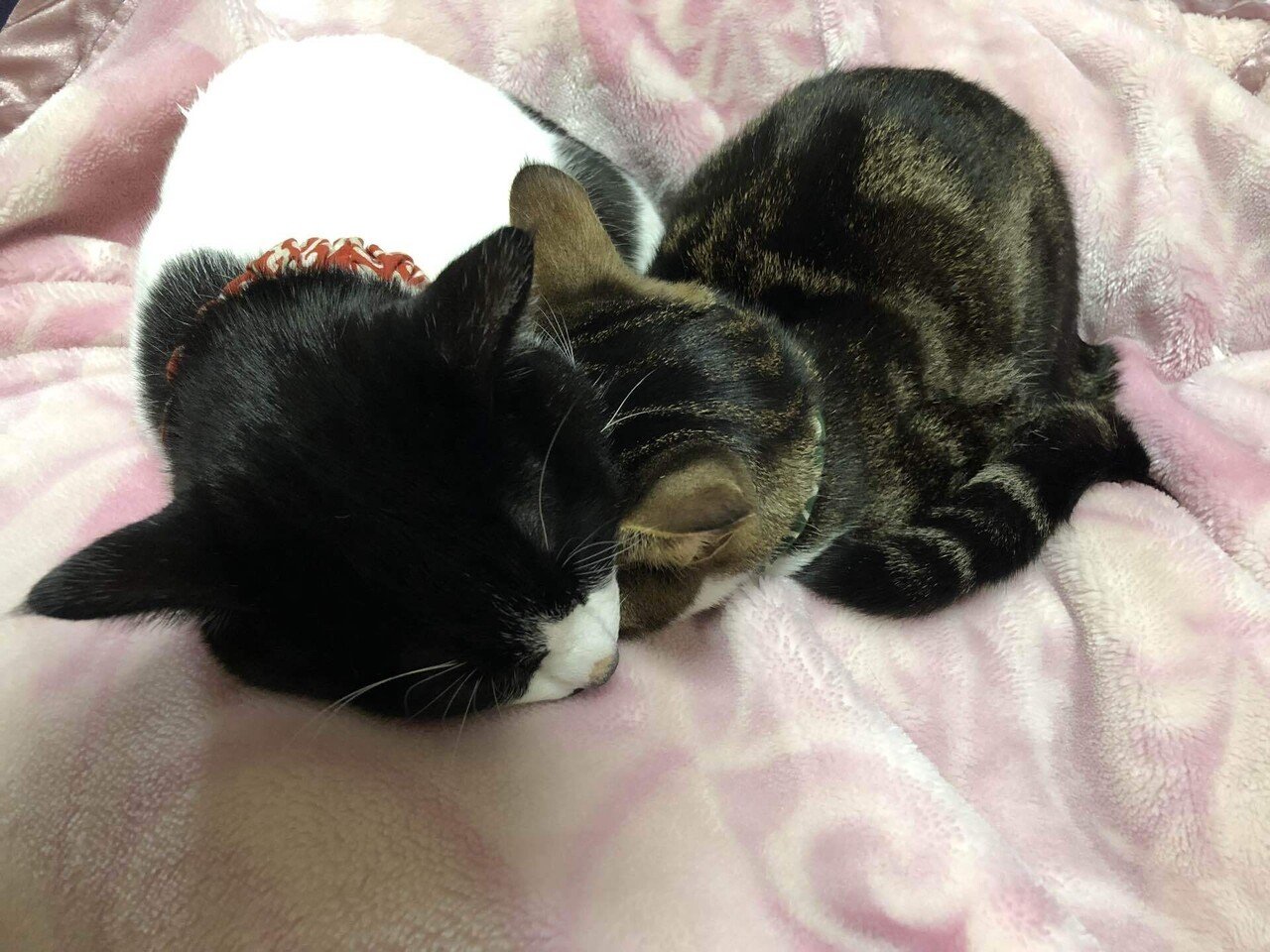 10年後に知った衝撃の真実(貴方は猫攫いだったの⁈)｜yumi