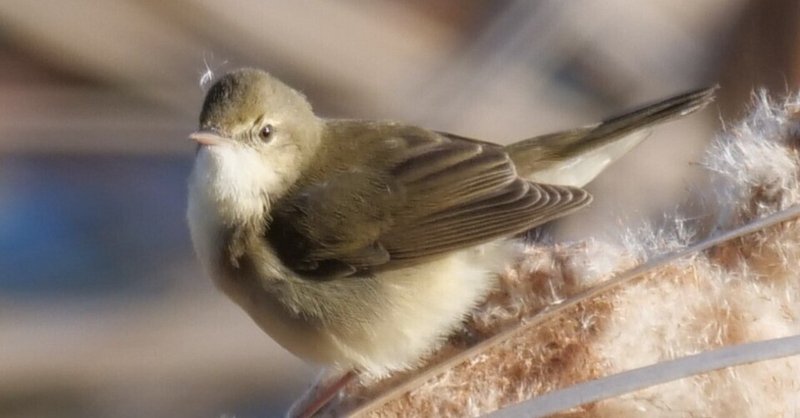 野鳥が好きです! - 日記｜take 🎸全ての人が自由になれる気がし