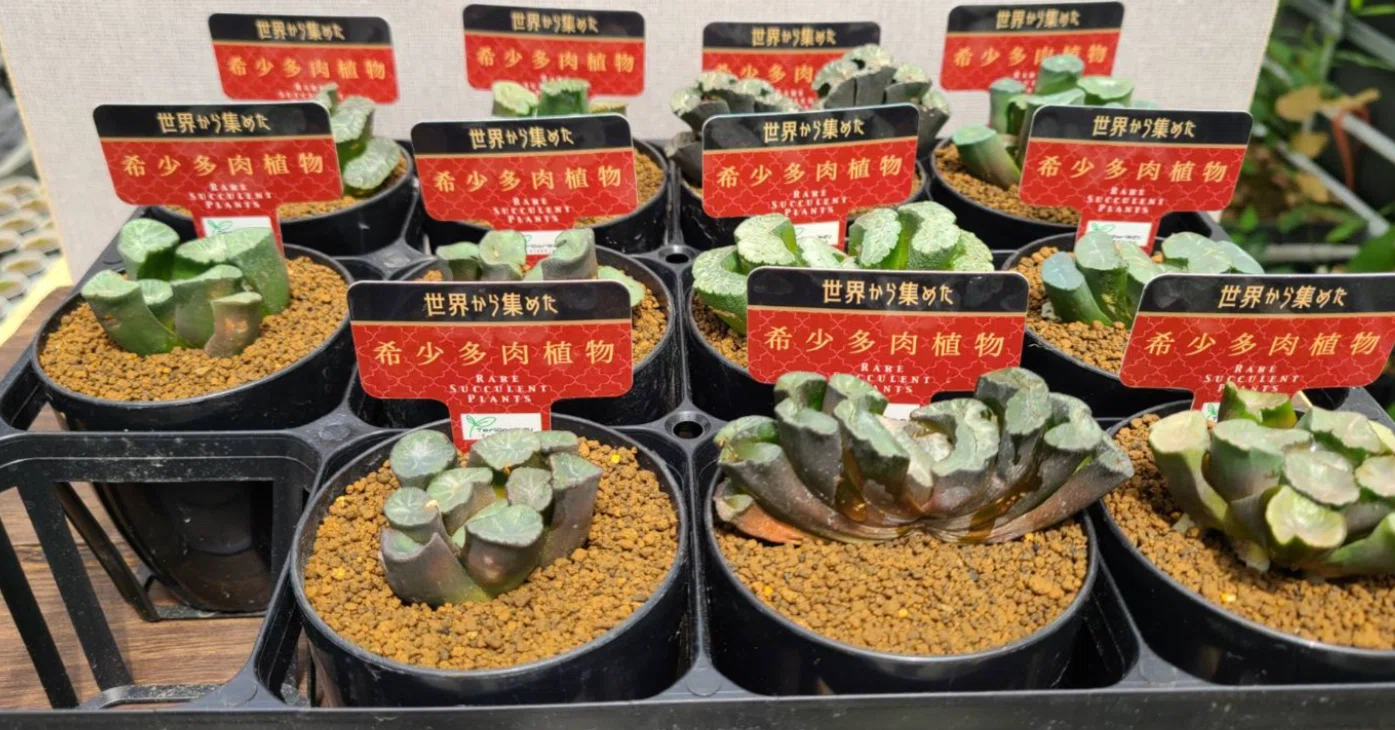 ハオルチア・硬葉系はネクストブームの最有力候補？多肉植物界の潮流