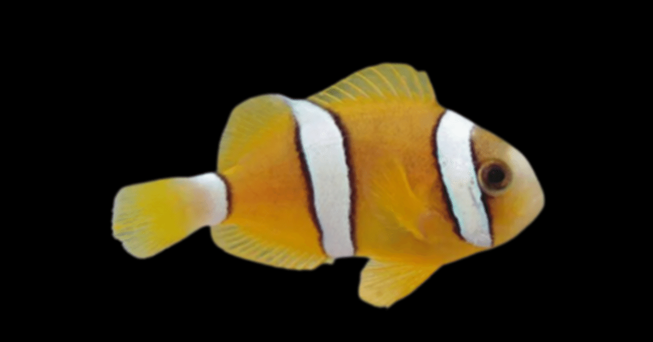 クマノミ ナミクマノミ｜アクアモノグラフ情報｜NoA｜MASUKO aquarium production