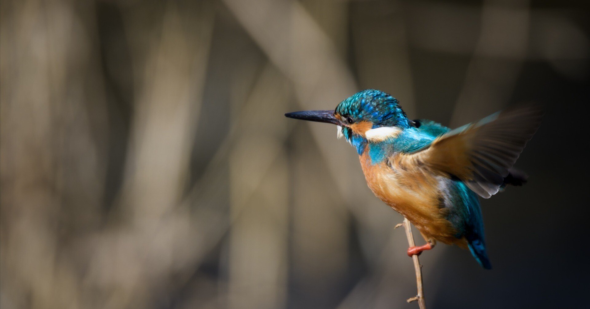 野鳥撮影に没頭の1か月ちょい：NIKKOR Z 800mm f6.3 VR Sに昇格｜栗