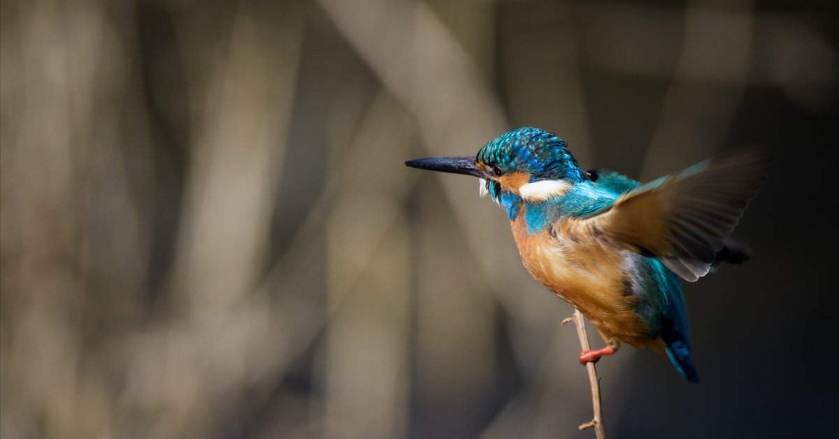 新作人気モデル 800mm Z 野鳥撮影に没頭の1か月ちょい：NIKKOR f6.3 Sに昇格 VR コスプレ衣装