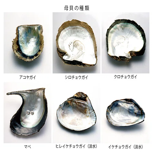 ❤︎真珠貝❤︎世界にひとつ❤︎ ぱかっとしたら真珠 ネックレス（淡水パール）シルバー | 貝殻と人魚