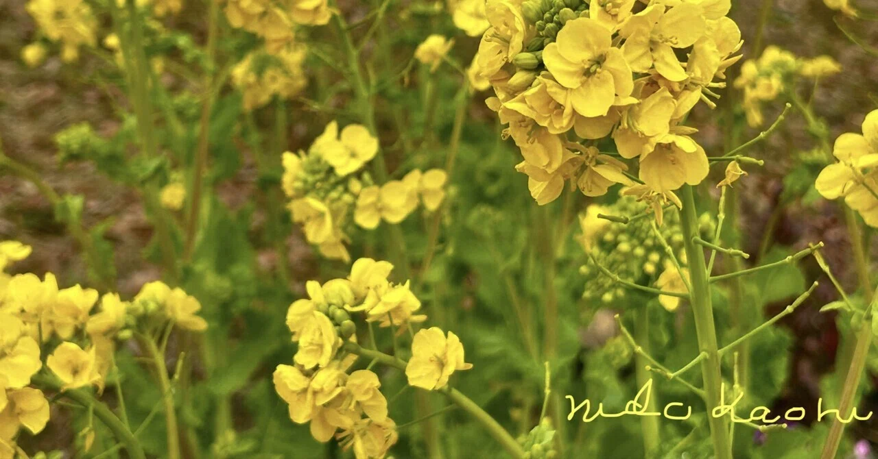 アブラナの花|ニドカオル