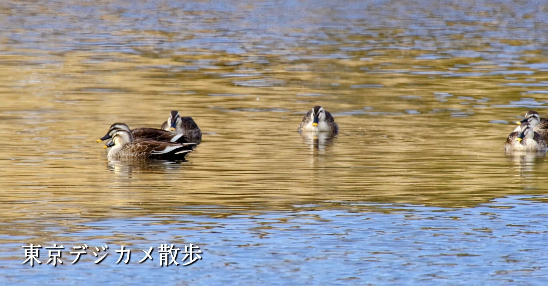 野鳥たちのいる風景 2025.02.12 wed. 東京都江戸川区 −02。｜michio