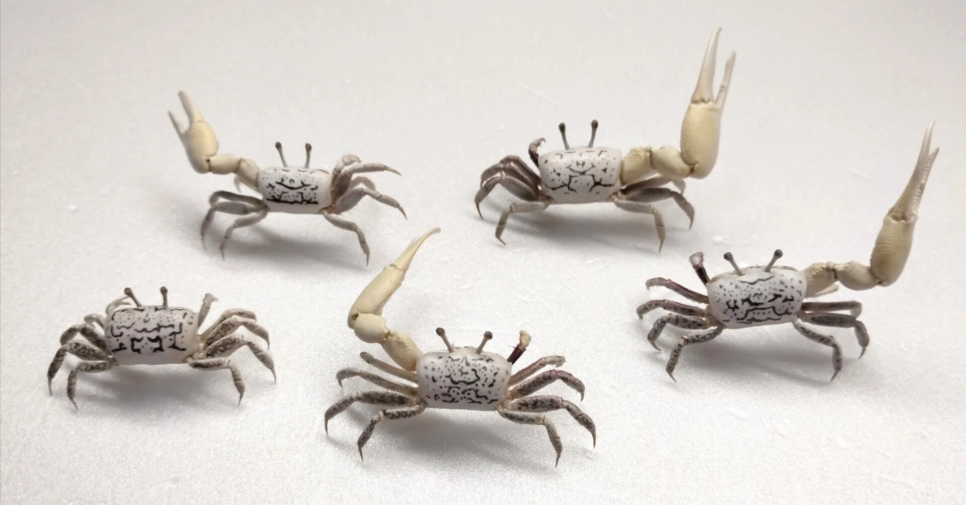 ハクセンシオマネキの剥製を作ってみた｜魚道部！/ 剥製師 力石眞弘