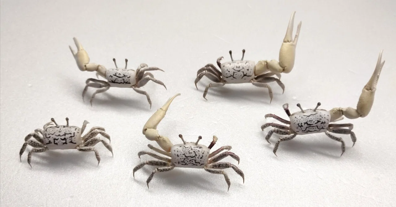 ハクセンシオマネキの剥製を作ってみた｜魚道部！/ 剥製師 力石眞弘