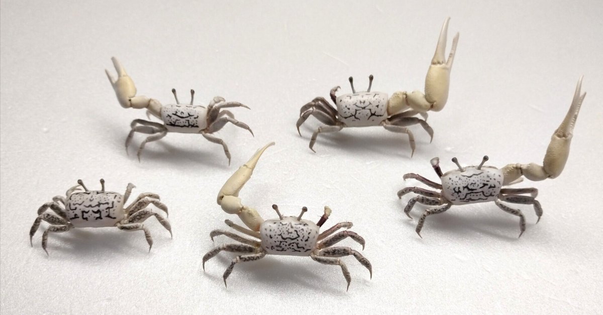 ハクセンシオマネキの剥製を作ってみた｜魚道部！/ 剥製師 力石