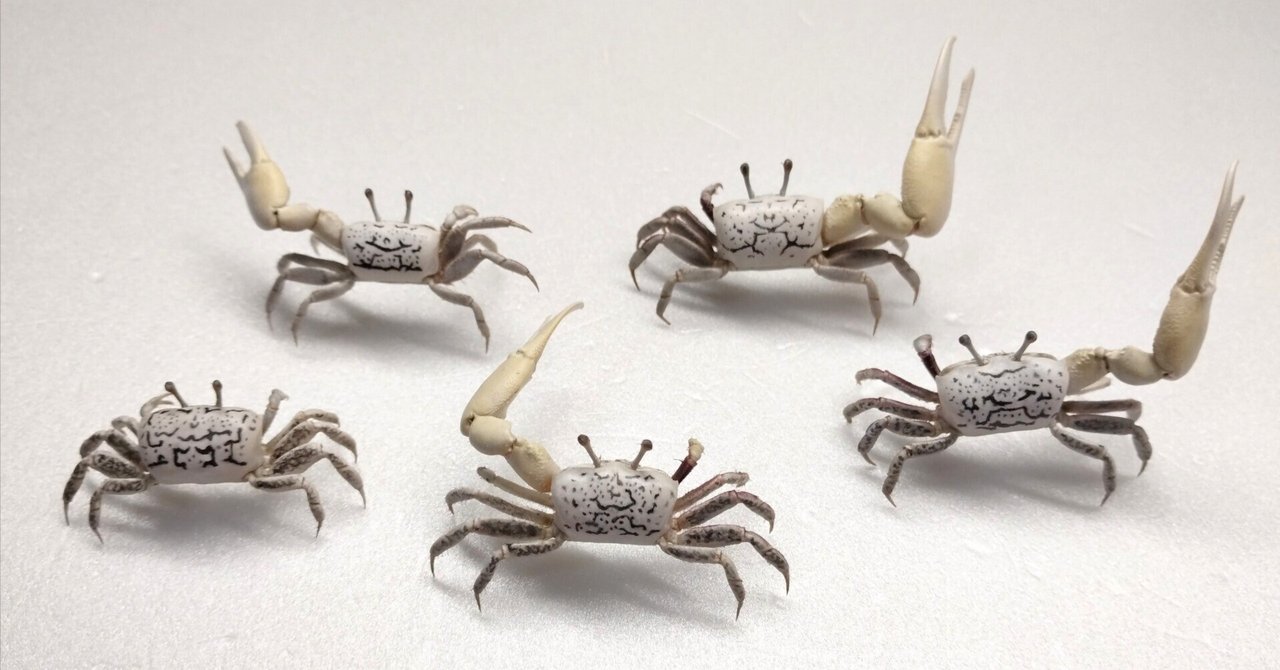 ハクセンシオマネキの剥製を作ってみた｜魚道部！/ 剥製師 力石眞弘