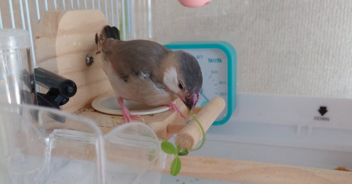 文鳥の雛飼いました③【生後5週目】|auag 文鳥の雛飼いました③【生後5週目】|auag