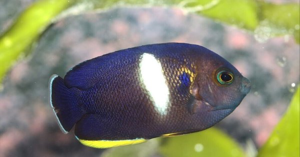 AQUACRYPT｜海水魚図鑑・飼育ガイド - ヤッコの仲間｜アクアモノグラフ