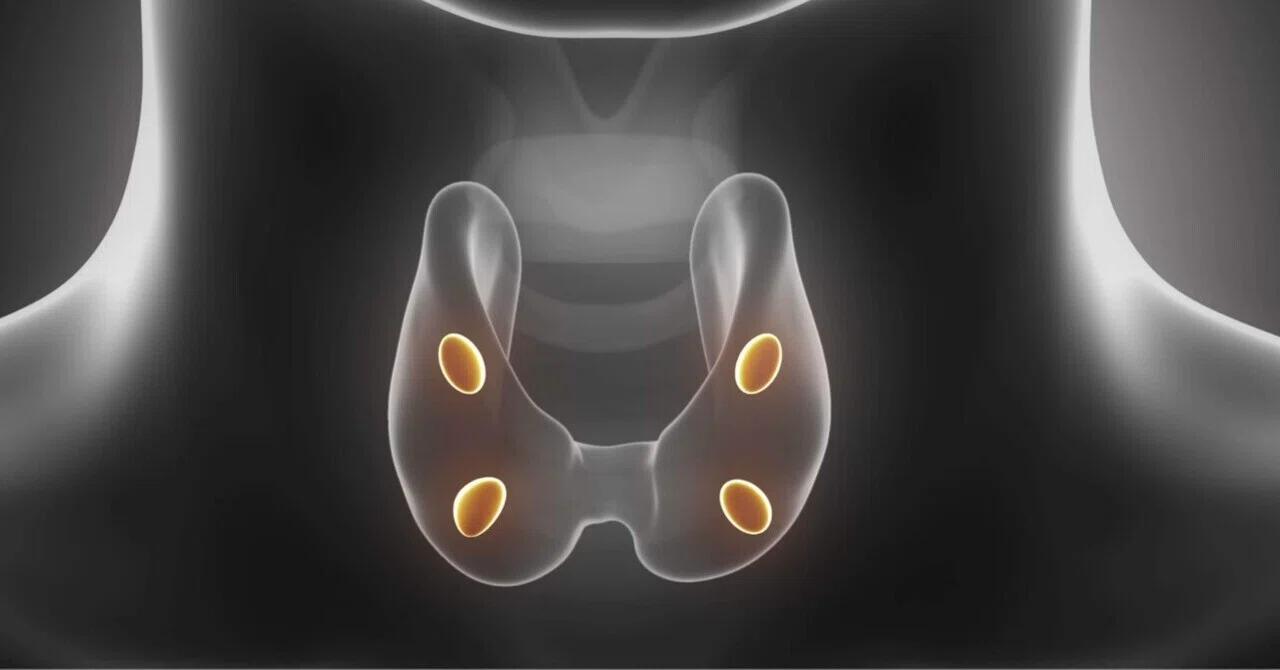 最新｜副甲状腺ホルモンが体に与える影響