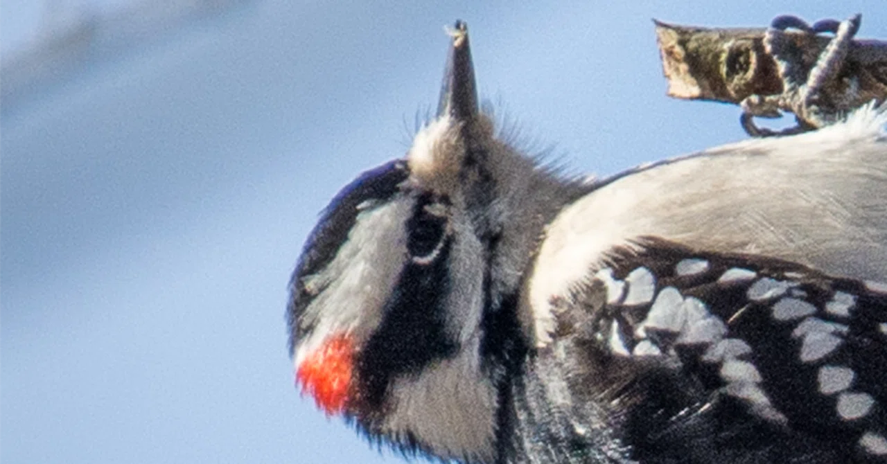 シカゴでバードウォッチング！】 Downy Woodpecker ｜ローリー