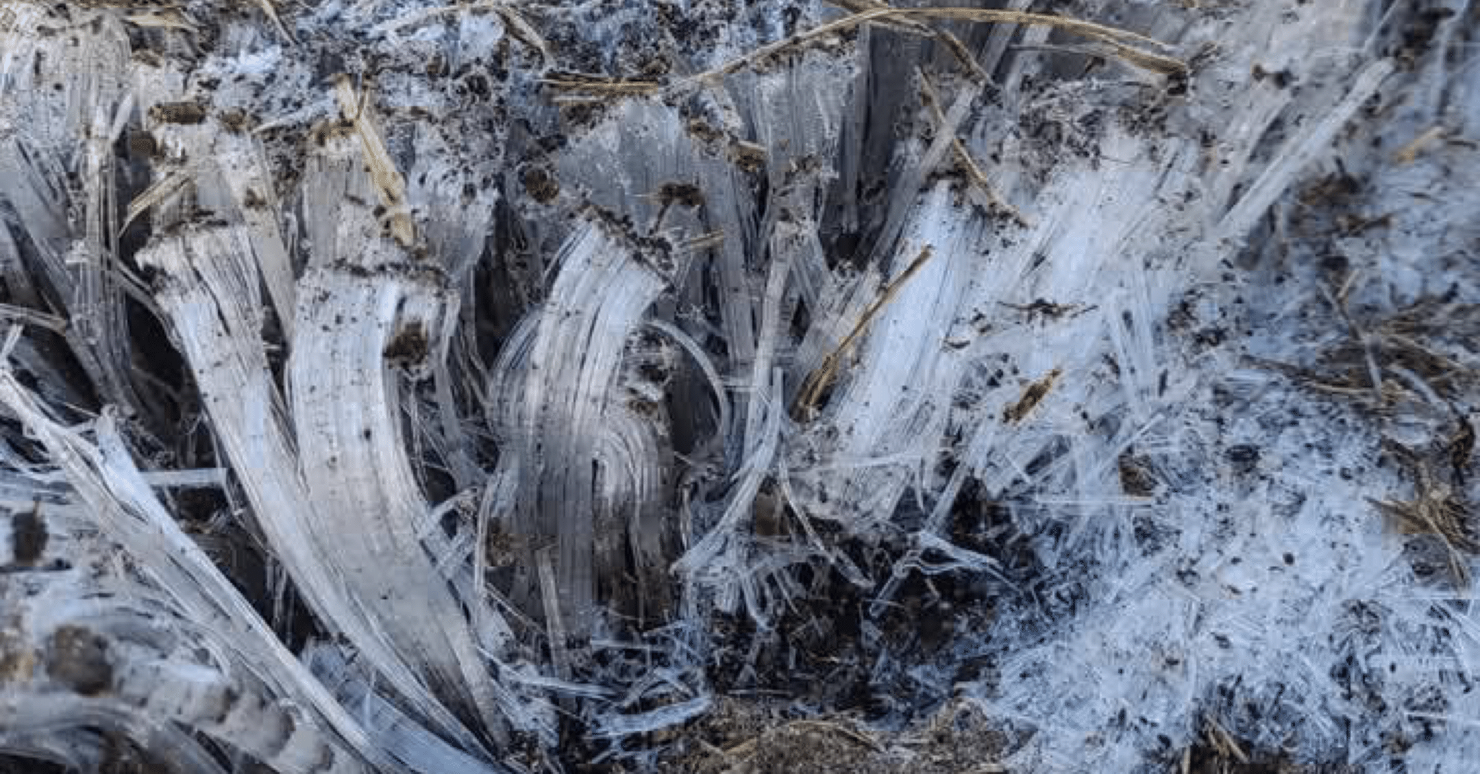 冬の南阿蘇村(凛花記者)｜くまモン記者団