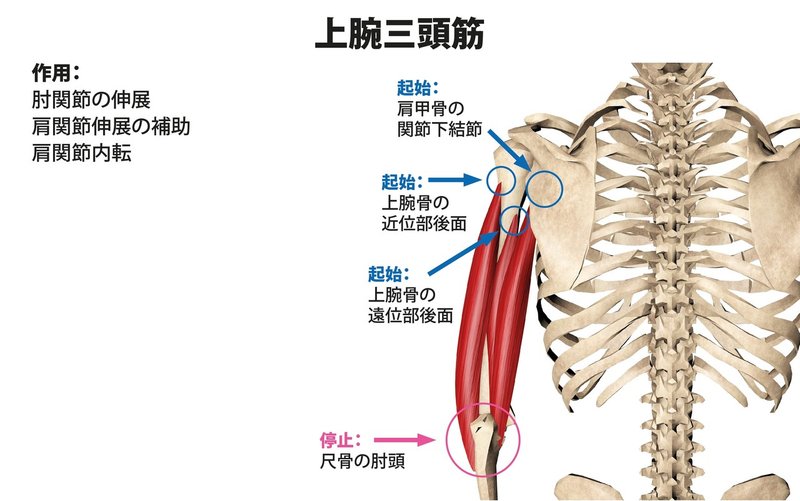 なぜ二の腕はたるんでしまうのか 原因と解決策 Hide トレーナー ジム経営 講師 Note
