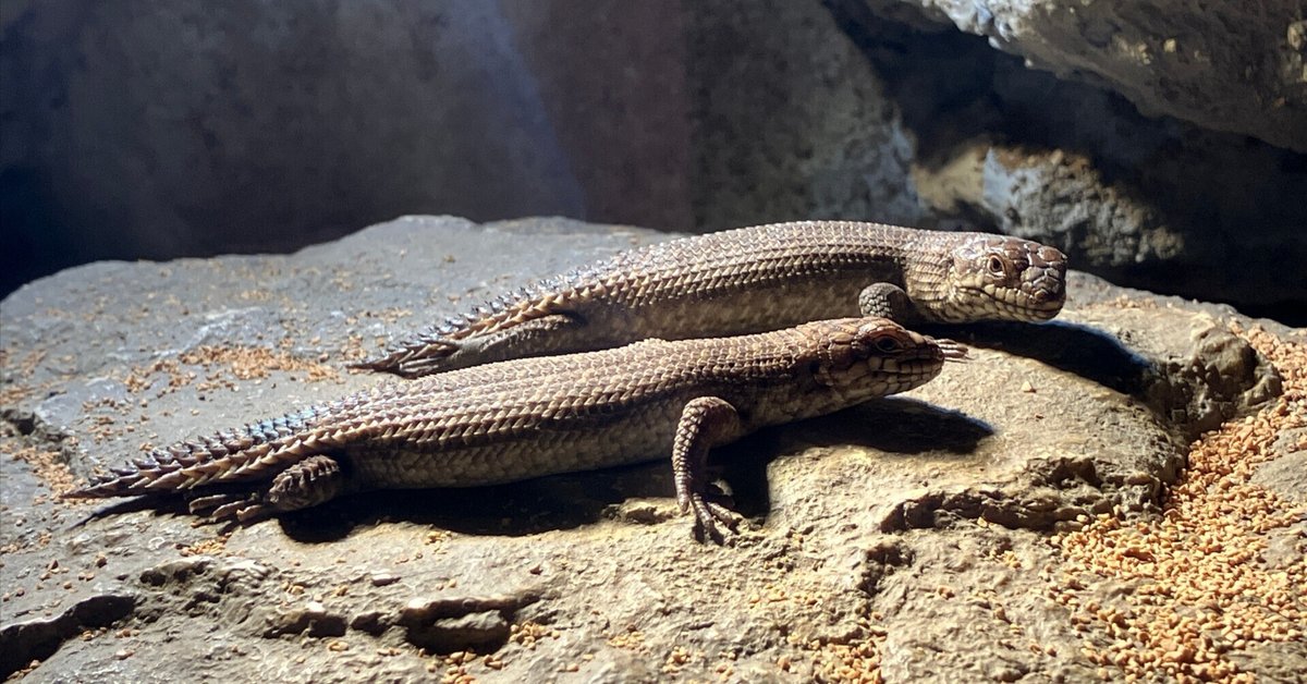 乾燥ビバリウムに生体を導入しました|山ネズミ 乾燥ビバリウムに生体を導入しました|山ネズミ