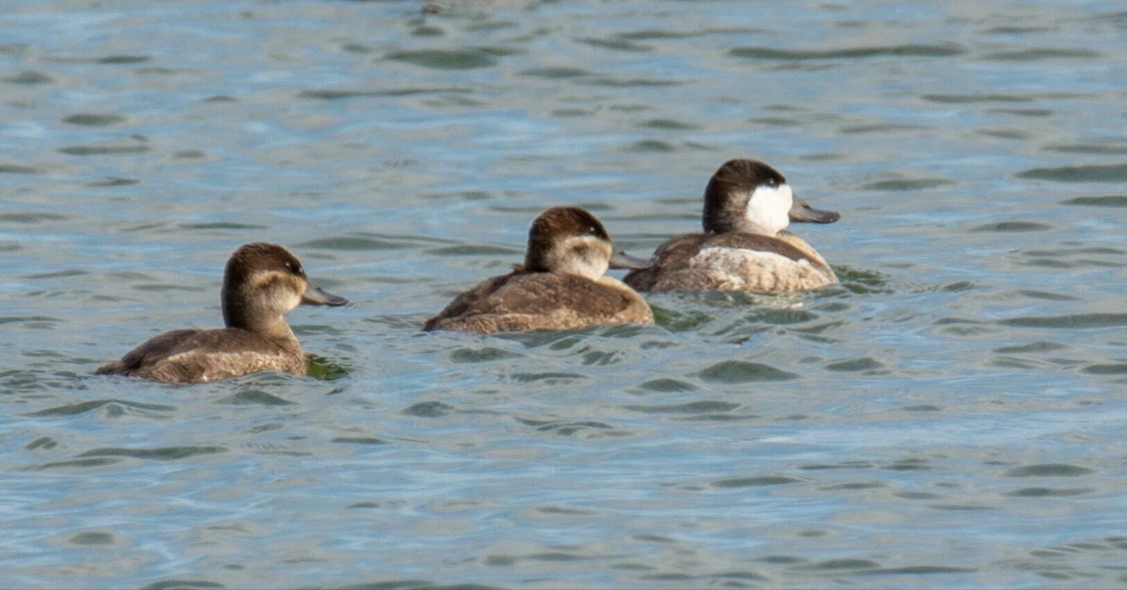 シカゴでバードウォッチング！】 Ruddy Duck｜ローリー
