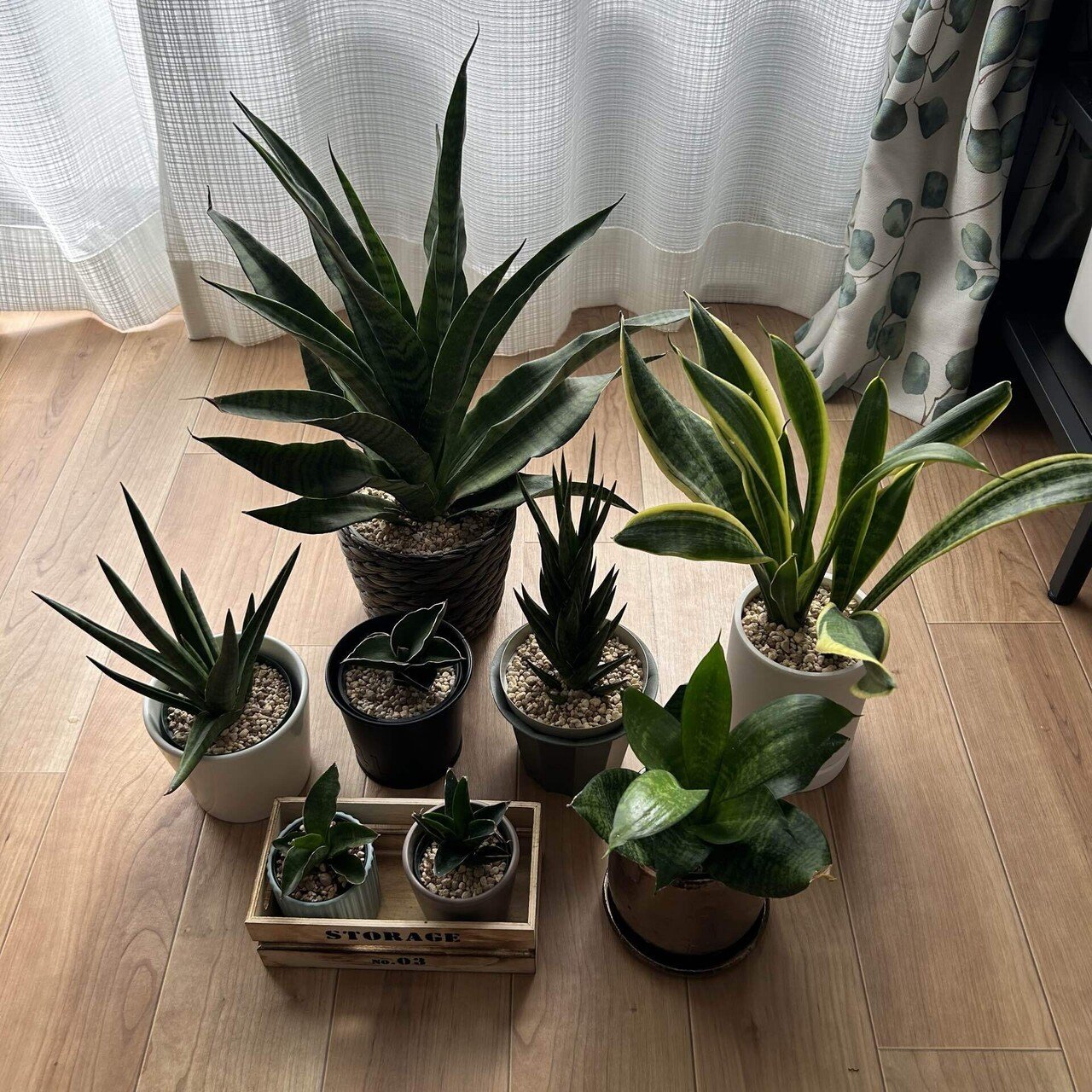 サンスベリアは難しい？！ 水加減に悩んだ日々‥。｜せりぽん